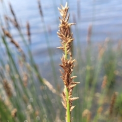 Carex appressa at Black Lake & Black Lake TSR (near Bibbenluke) - 9 Dec 2023