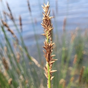 Carex appressa at Black Lake & Black Lake TSR (near Bibbenluke) - 9 Dec 2023