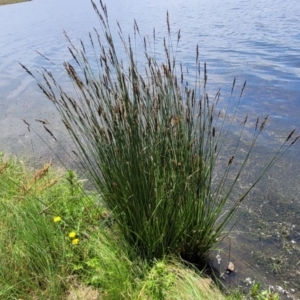 Carex appressa at Black Lake & Black Lake TSR (near Bibbenluke) - 9 Dec 2023 11:49 AM