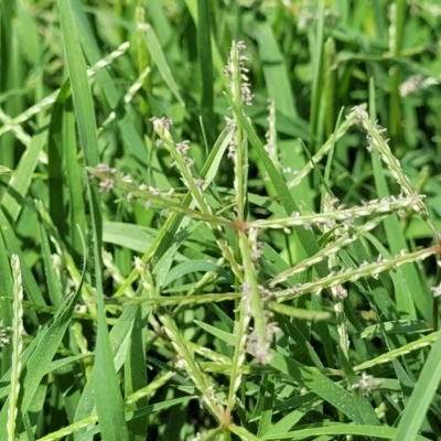 Cynodon dactylon (Couch Grass) at Black Lake & Black Lake TSR (near Bibbenluke) - 9 Dec 2023 by trevorpreston