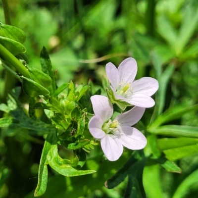 Geranium sp. Pleated sepals (D.E.Albrecht 4707) Vic. Herbarium (Naked Crane's-bill) at Black Lake & Black Lake TSR (near Bibbenluke) - 9 Dec 2023 by trevorpreston