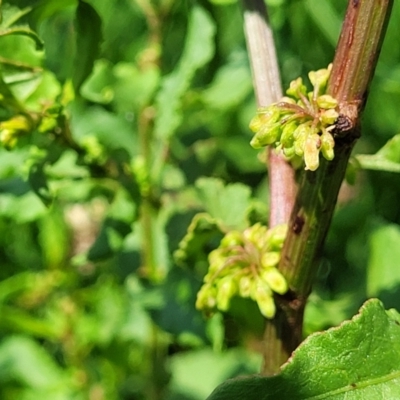 Rumex conglomeratus (Clustered Dock) at Black Lake & Black Lake TSR (near Bibbenluke) - 9 Dec 2023 by trevorpreston