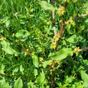 Rumex conglomeratus at Black Lake & Black Lake TSR (near Bibbenluke) - 9 Dec 2023 11:47 AM