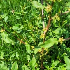 Rumex conglomeratus at Black Lake & Black Lake TSR (near Bibbenluke) - 9 Dec 2023