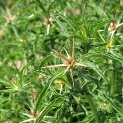 Centaurea calcitrapa (Star Thistle) at Bibbenluke, NSW - 9 Dec 2023 by trevorpreston