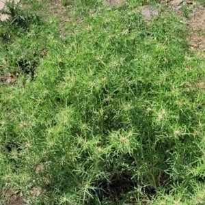 Centaurea calcitrapa at Black Lake & Black Lake TSR (near Bibbenluke) - 9 Dec 2023