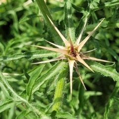 Centaurea calcitrapa at Black Lake & Black Lake TSR (near Bibbenluke) - 9 Dec 2023