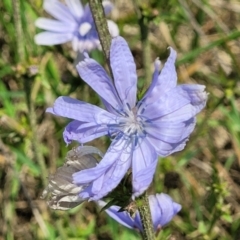 Cichorium intybus (Chicory) at Bibbenluke, NSW - 9 Dec 2023 by trevorpreston