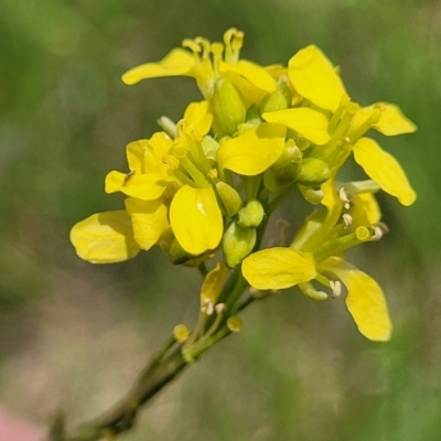 Hirschfeldia incana (Buchan Weed) at Bibbenluke, NSW - 9 Dec 2023 by trevorpreston