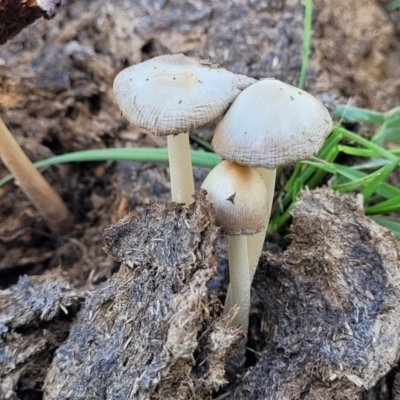 Bolbitiaceae at Bibbenluke Common - 9 Dec 2023 by trevorpreston