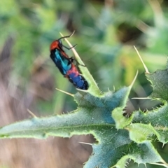 Carphurini sp. (tribe) (Soft-winged flower beetle) at Bibbenluke, NSW - 9 Dec 2023 by trevorpreston