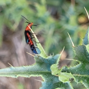 Carphurini sp. (tribe) at Bibbenluke Common - 9 Dec 2023 11:26 AM