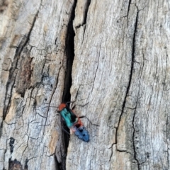 Carphurini sp. (tribe) at Bibbenluke Common - 9 Dec 2023 11:26 AM