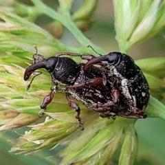 Aoplocnemis rufipes (A weevil) at Bibbenluke, NSW - 9 Dec 2023 by trevorpreston