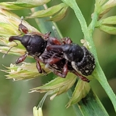 Aoplocnemis rufipes at Bibbenluke Common - 9 Dec 2023 11:22 AM