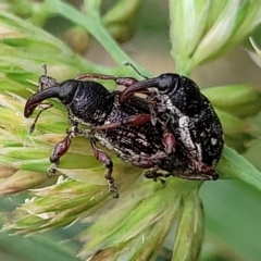 Aoplocnemis rufipes at Bibbenluke Common - 9 Dec 2023 11:22 AM