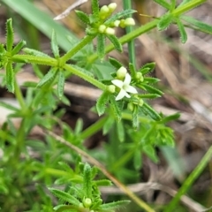 Asperula conferta (Common Woodruff) at Bibbenluke Common - 9 Dec 2023 by trevorpreston