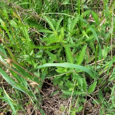 Potentilla recta (Sulphur Cinquefoil) at Bibbenluke Common - 9 Dec 2023 by trevorpreston