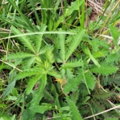 Potentilla recta at Bibbenluke Common - 9 Dec 2023 11:20 AM