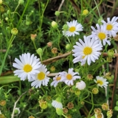 Brachyscome ciliaris var. ciliaris (Bushy Cut-leaf Daisy) at Bibbenluke Cemetery - 9 Dec 2023 by trevorpreston