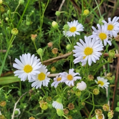 Brachyscome ciliaris var. ciliaris (Bushy Cut-leaf Daisy) at Bibbenluke Common - 9 Dec 2023 by trevorpreston