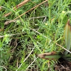 Brachyscome ciliaris var. ciliaris at Bibbenluke Common - 9 Dec 2023