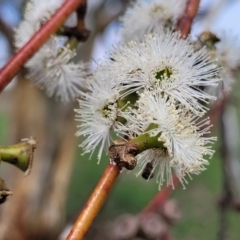 Eucalyptus pauciflora subsp. pauciflora (White Sally, Snow Gum) at Bibbenluke Common - 9 Dec 2023 by trevorpreston