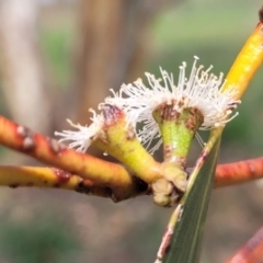 Eucalyptus pauciflora subsp. pauciflora at Bibbenluke Common - 9 Dec 2023 11:16 AM