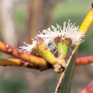 Eucalyptus pauciflora subsp. pauciflora at Bibbenluke Common - 9 Dec 2023