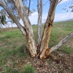 Eucalyptus pauciflora subsp. pauciflora at Bibbenluke Common - 9 Dec 2023 11:16 AM