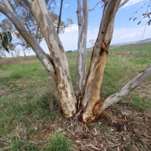 Eucalyptus pauciflora subsp. pauciflora at Bibbenluke Common - 9 Dec 2023 11:16 AM