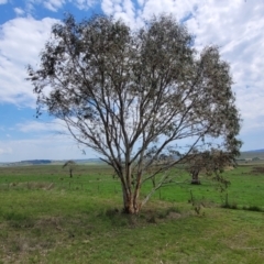 Eucalyptus pauciflora subsp. pauciflora at Bibbenluke Common - 9 Dec 2023
