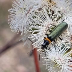 Chauliognathus lugubris (Plague Soldier Beetle) at Bibbenluke, NSW - 9 Dec 2023 by trevorpreston