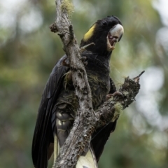 Zanda funerea (Yellow-tailed Black-Cockatoo) at Wee Jasper, NSW - 8 Dec 2023 by Wildlifewarrior80