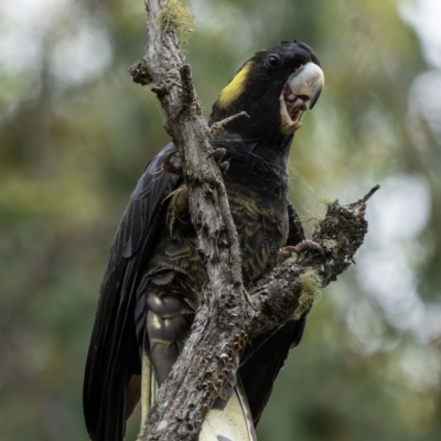 Zanda funerea (Yellow-tailed Black-Cockatoo) at Wee Jasper, NSW - 7 Dec 2023 by brettguy80