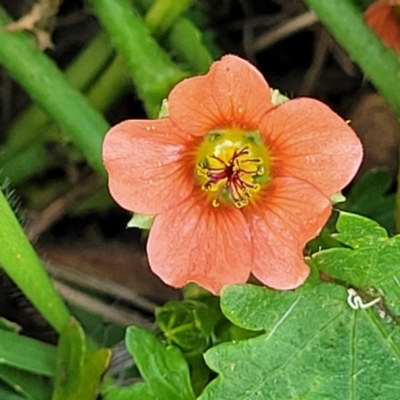 Modiola caroliniana (Red-flowered Mallow) at Bibbenluke, NSW - 9 Dec 2023 by trevorpreston