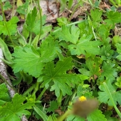 Modiola caroliniana at Bibbenluke Common - 9 Dec 2023 11:14 AM