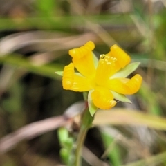 Hypericum gramineum (Small St Johns Wort) at Bibbenluke Cemetery - 9 Dec 2023 by trevorpreston