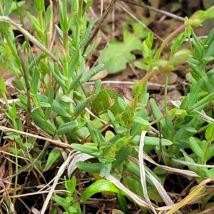 Hypericum gramineum at Bibbenluke Common - 9 Dec 2023 11:13 AM