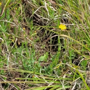 Hypericum gramineum at Bibbenluke Common - 9 Dec 2023