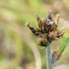 Euchiton japonicus (Creeping Cudweed) at Bibbenluke Cemetery - 9 Dec 2023 by trevorpreston