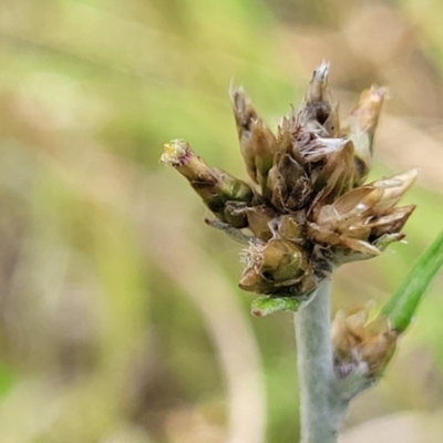 Euchiton japonicus (Creeping Cudweed) at Bibbenluke, NSW - 9 Dec 2023 by trevorpreston