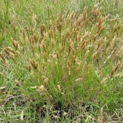 Anthoxanthum odoratum (Sweet Vernal Grass) at Bibbenluke Cemetery - 9 Dec 2023 by trevorpreston
