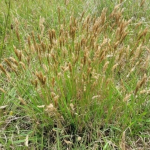 Anthoxanthum odoratum at Bibbenluke Common - 9 Dec 2023 11:11 AM