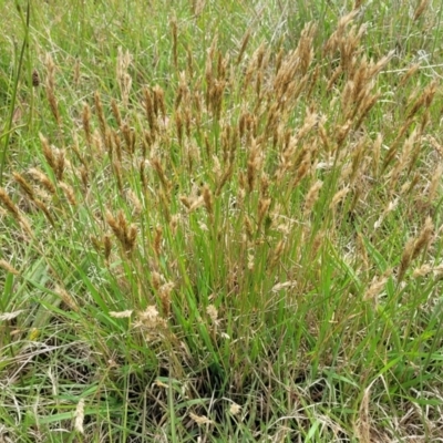 Anthoxanthum odoratum (Sweet Vernal Grass) at Bibbenluke Cemetery - 9 Dec 2023 by trevorpreston