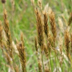 Anthoxanthum odoratum at Bibbenluke Common - 9 Dec 2023 11:11 AM