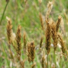 Anthoxanthum odoratum at Bibbenluke Common - 9 Dec 2023 11:11 AM