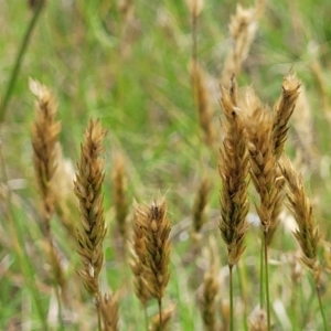 Anthoxanthum odoratum at Bibbenluke Common - 9 Dec 2023