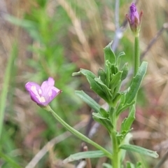 Epilobium billardiereanum subsp. cinereum (Hairy Willow Herb) at Bibbenluke Common - 9 Dec 2023 by trevorpreston