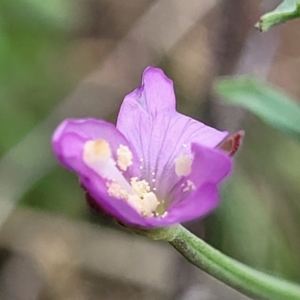 Epilobium billardiereanum subsp. cinereum at Bibbenluke Common - 9 Dec 2023 11:10 AM